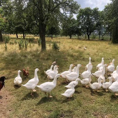 Auf Dem Bauernhof In Hof Kleeberg I Man Kann Ein Mit Bad Zubuchen Apartamento