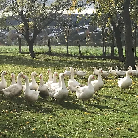 Lejlighed Auf Dem Bauernhof In Hof Kleeberg I Man Kann Ein Mit Bad Zubuchen *