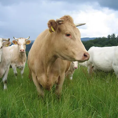 Appartamento Auf Dem Bauernhof In Hof Kleeberg I Man Kann Ein Mit Bad Zubuchen