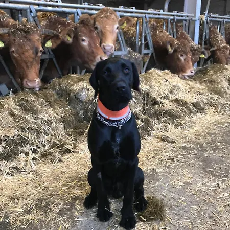 Lejlighed Auf Dem Bauernhof In Hof Kleeberg I Man Kann Ein Mit Bad Zubuchen Hachenburg