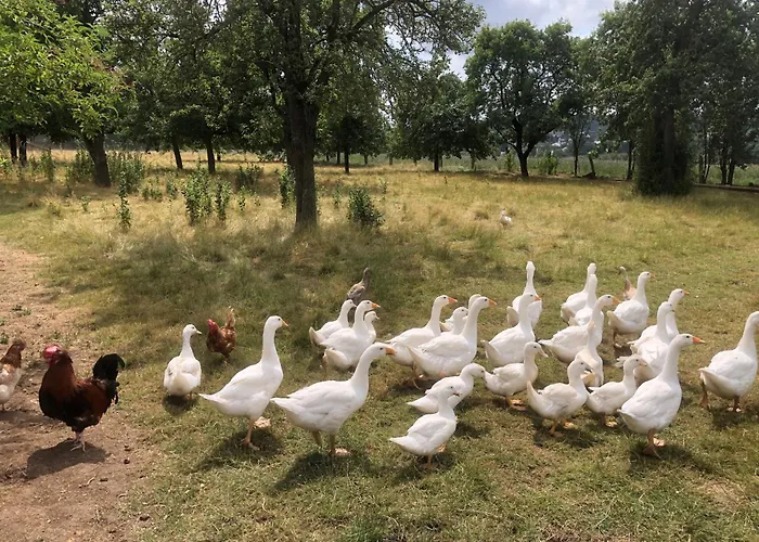 Auf Dem Bauernhof In Hof Kleeberg I Man Kann Ein Mit Bad Zubuchen Appartamento
