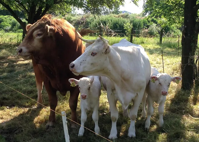 Auf Dem Bauernhof In Hof Kleeberg I Man Kann Ein Mit Bad Zubuchen * Hachenburg