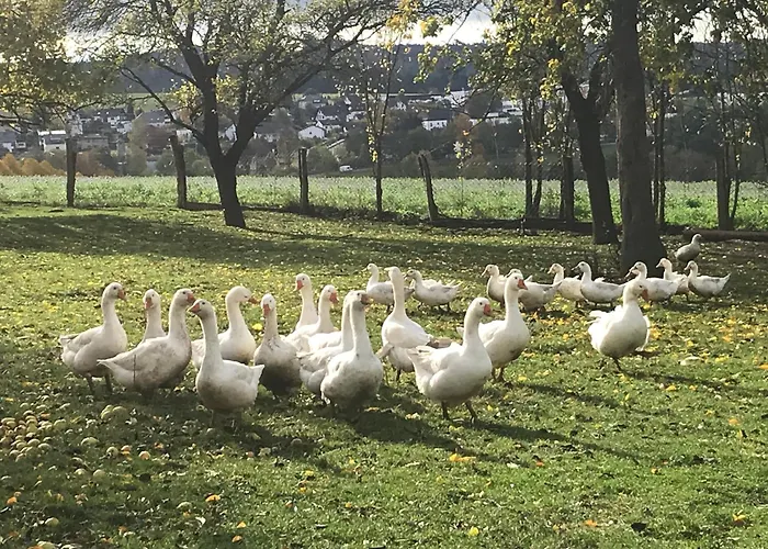 Appartamento Auf Dem Bauernhof In Hof Kleeberg I Man Kann Ein Mit Bad Zubuchen *