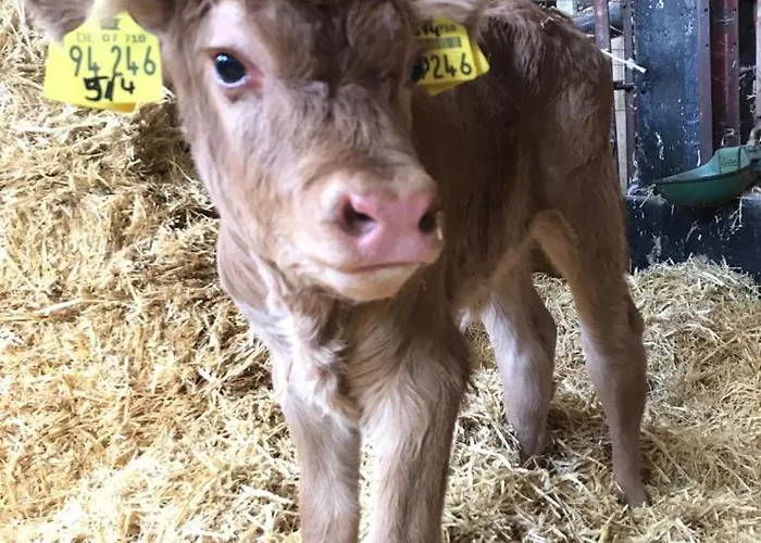 Auf Dem Bauernhof In Hof Kleeberg I Man Kann Ein Mit Bad Zubuchen Hachenburg
