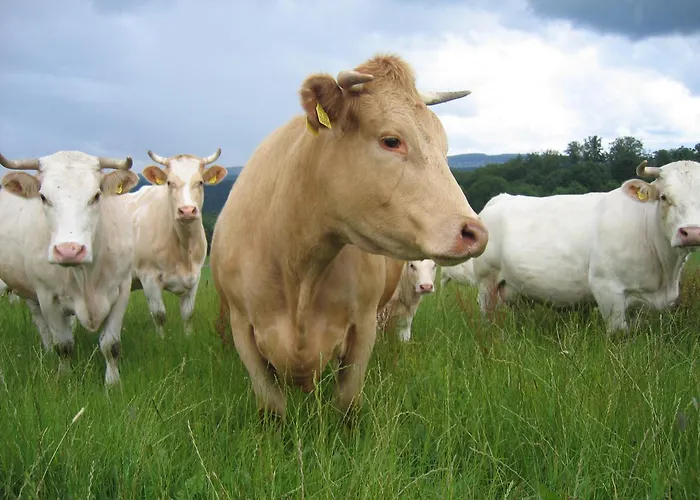 Appartamento Auf Dem Bauernhof In Hof Kleeberg I Man Kann Ein Mit Bad Zubuchen