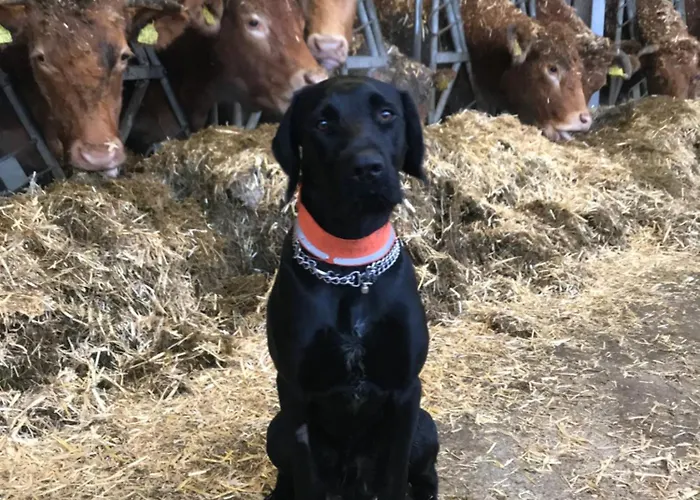 דירה Auf Dem Bauernhof In Hof Kleeberg I Man Kann Ein Mit Bad Zubuchen הכנבורג